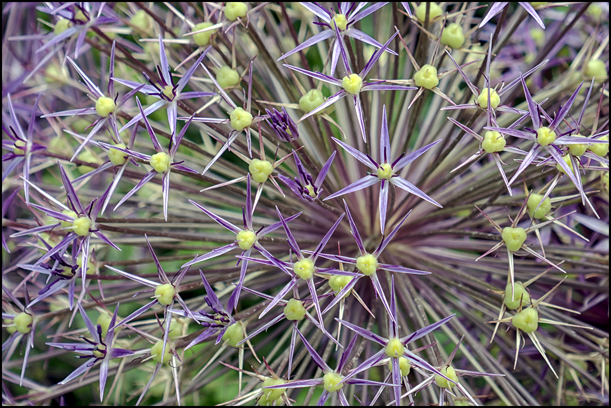 Alium