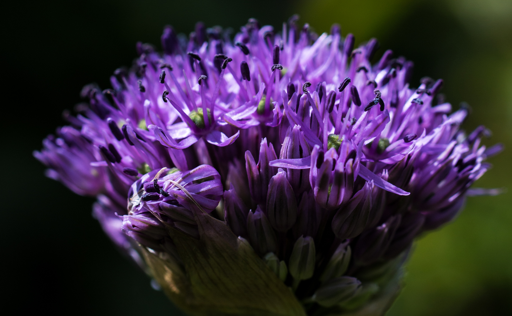 Alium