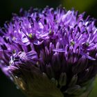 Alium