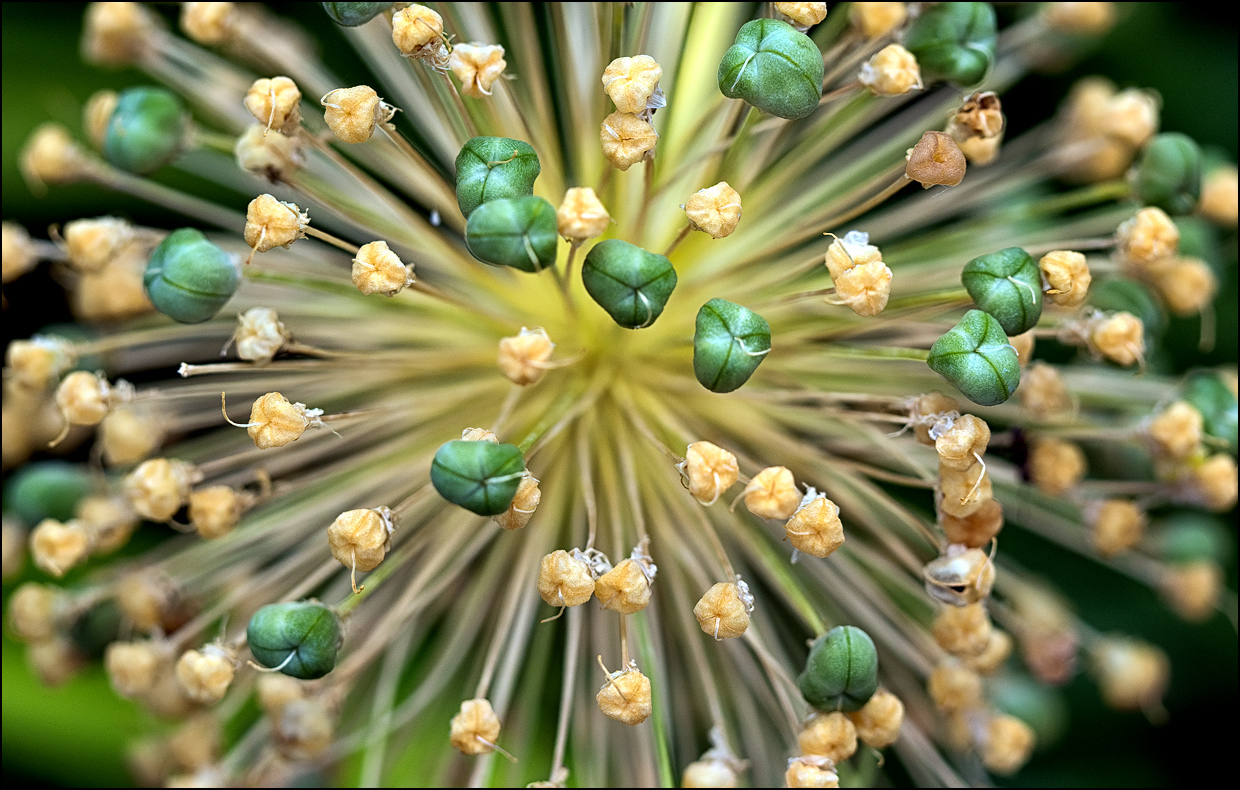 Alium...