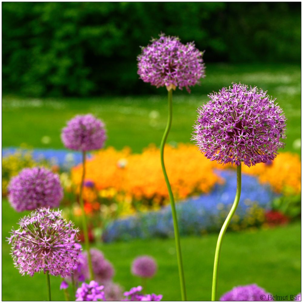 Alium