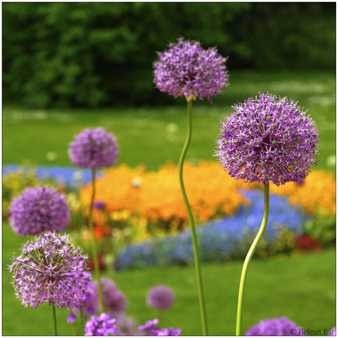 Alium