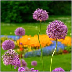 Alium