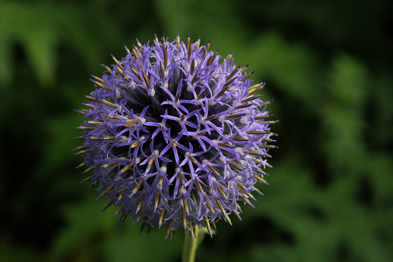 Alium