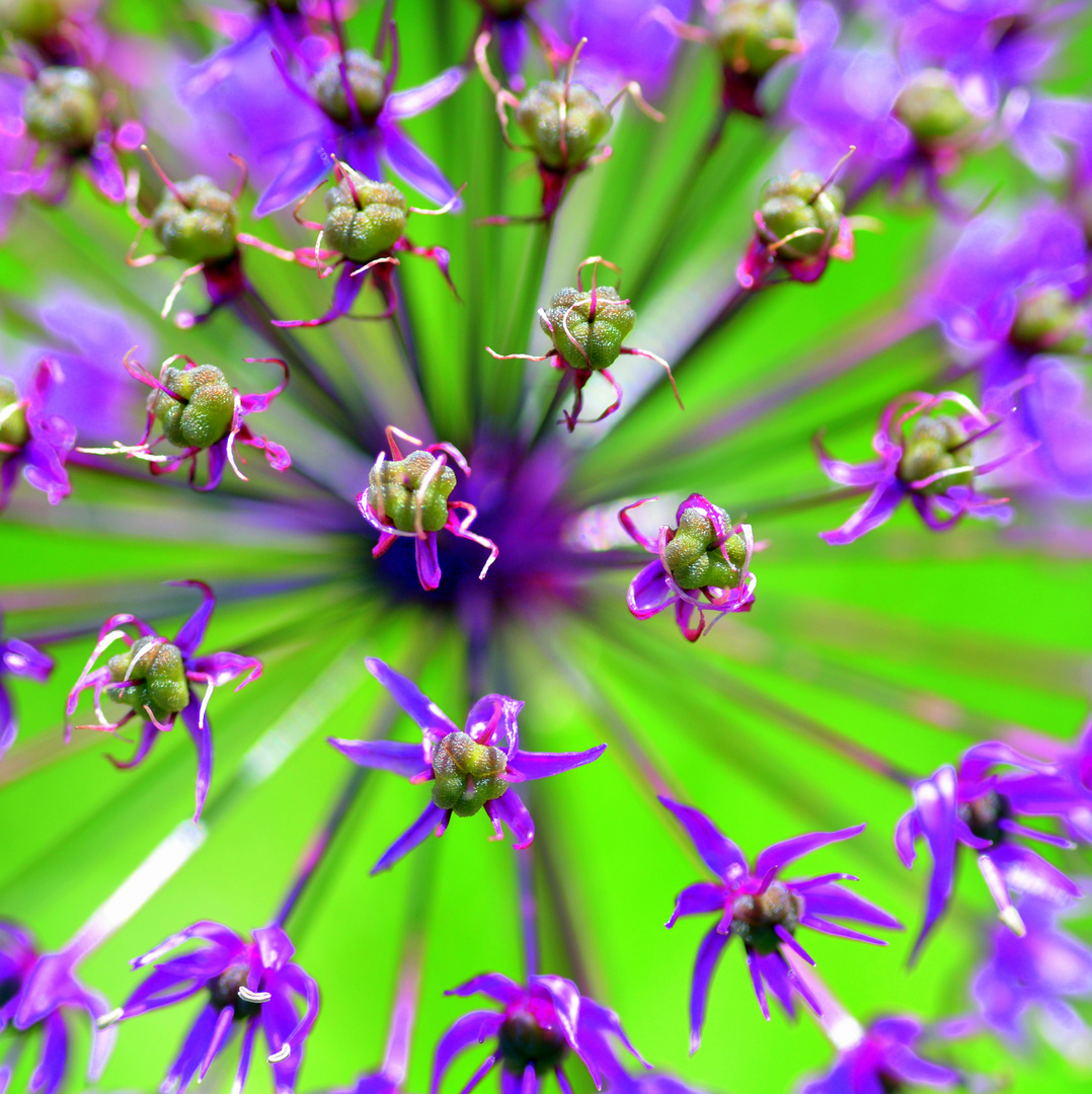 Alium