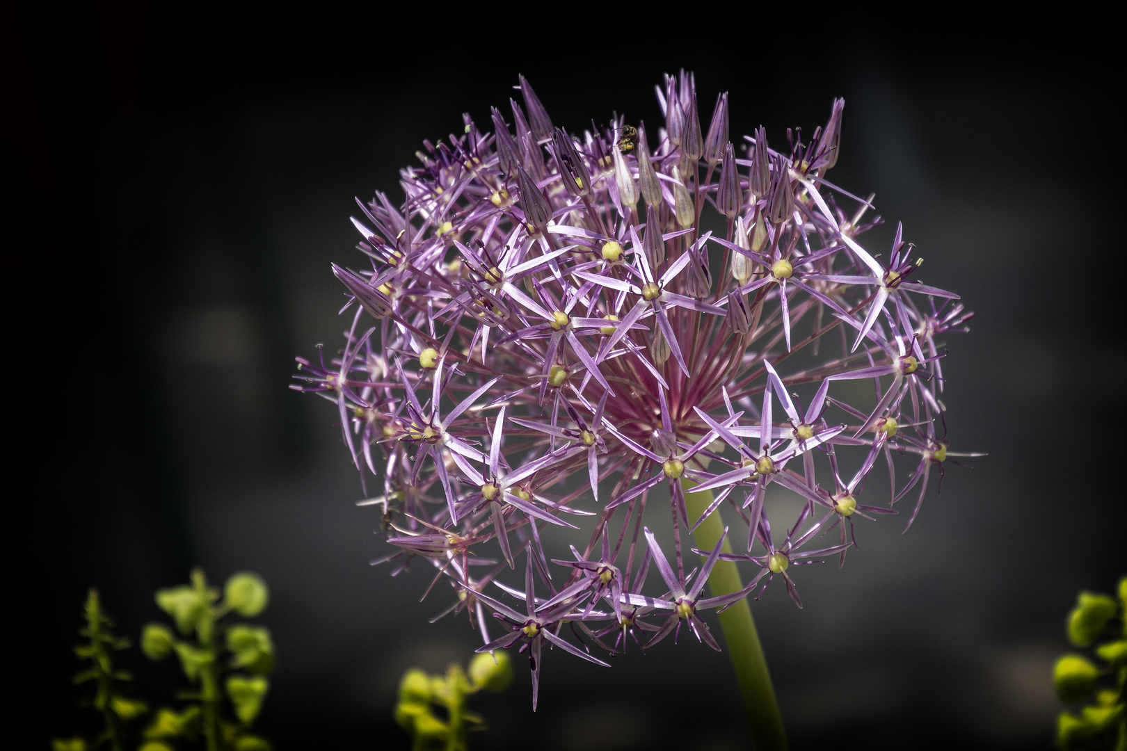 Alium 