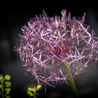 Alium 