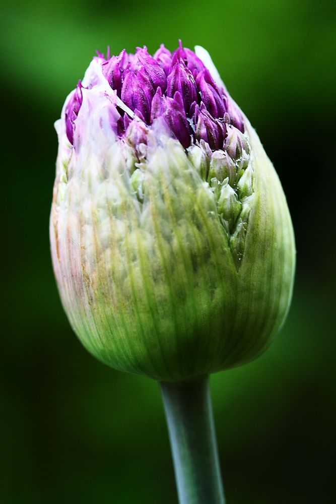 Alium