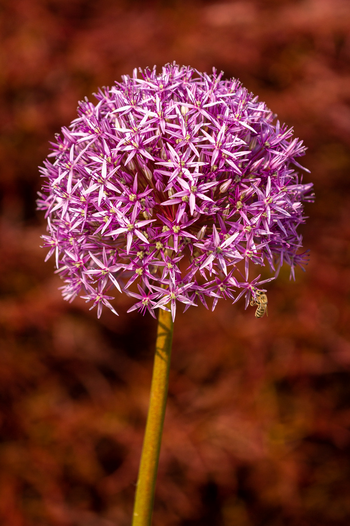 Alium 