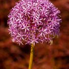 Alium 