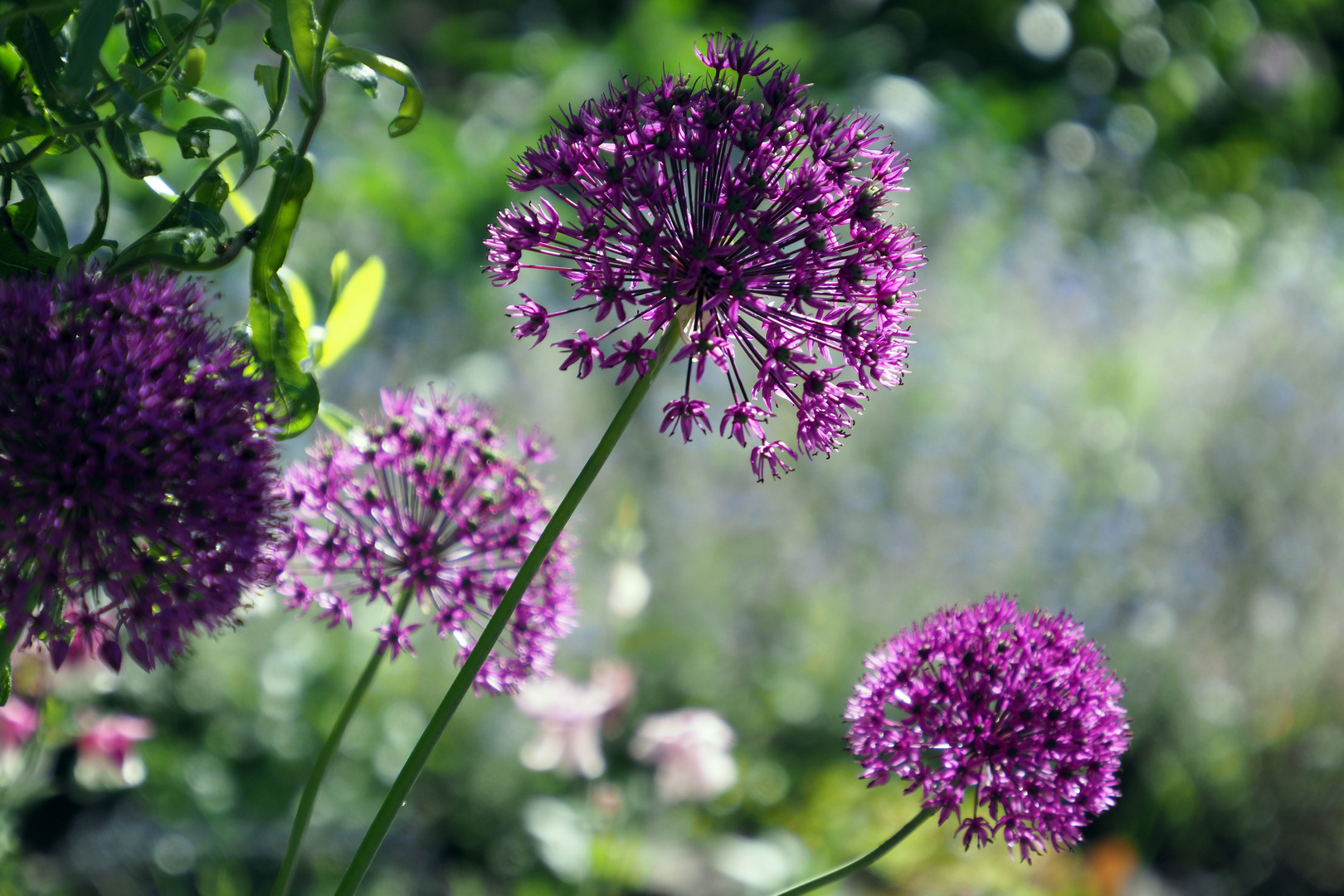 alium Foto & Bild blumen, motive, natur Bilder auf