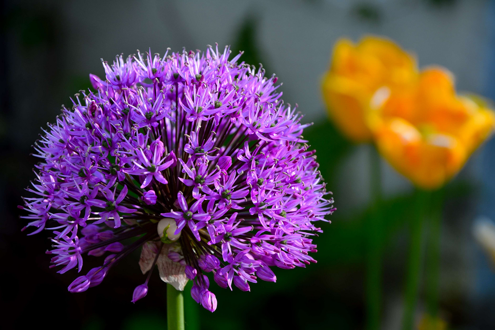 Alium