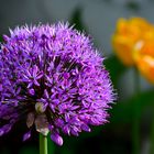 Alium