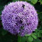 Alium