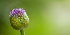 Alium