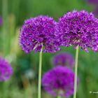 Alium