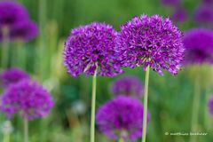 Alium