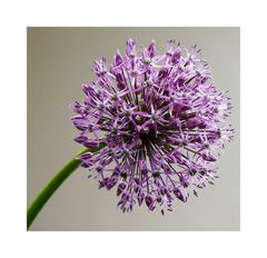 Alium