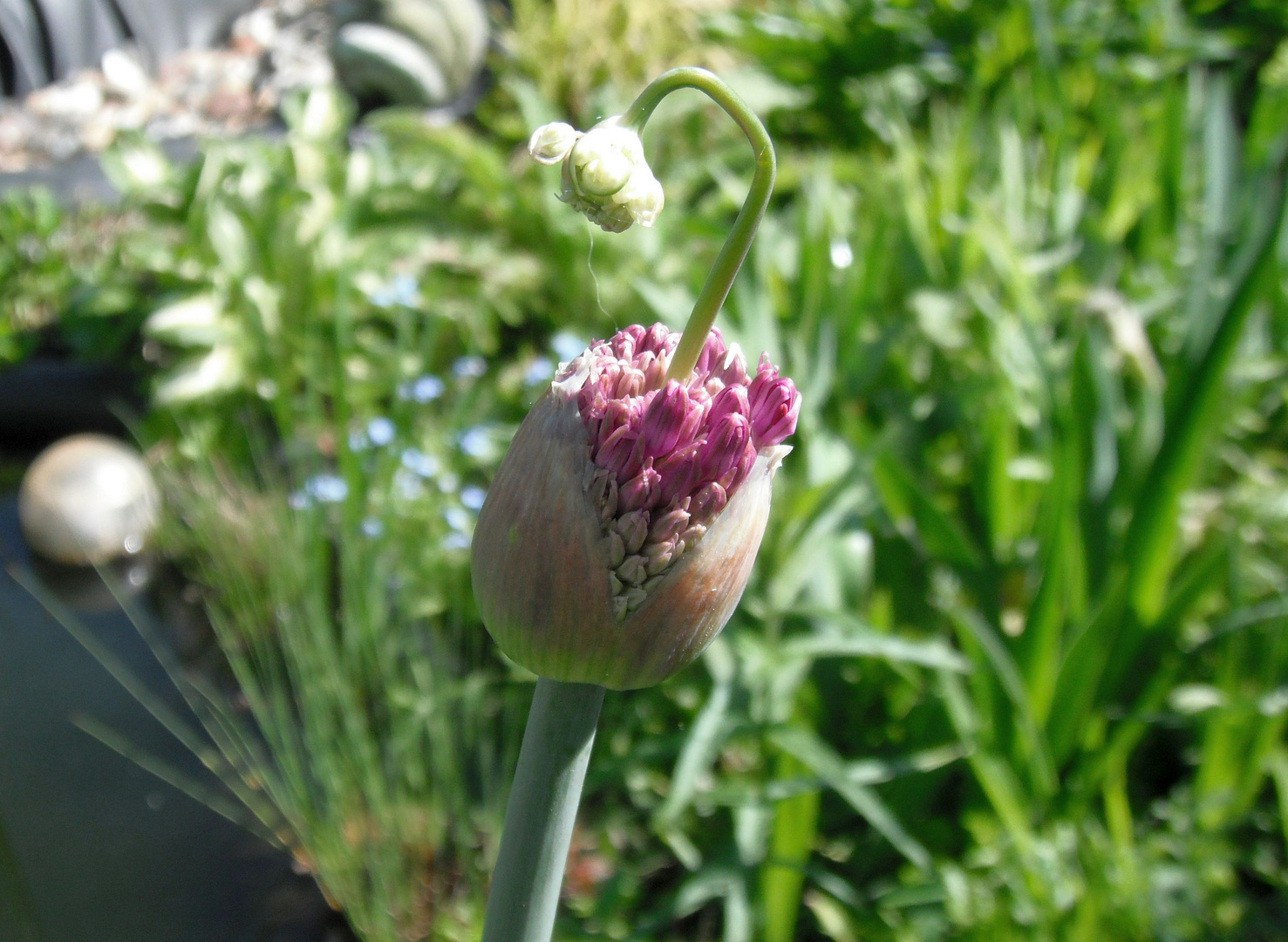 Alium blüht auf