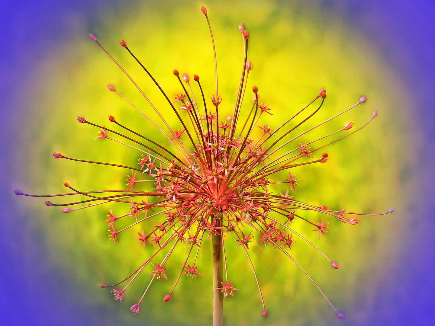 *Alium Chumbertii.*