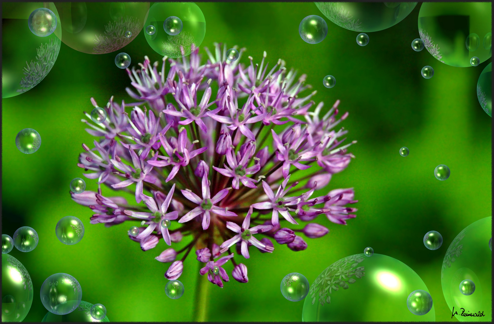 ~ Alium ~