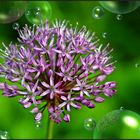 ~ Alium ~