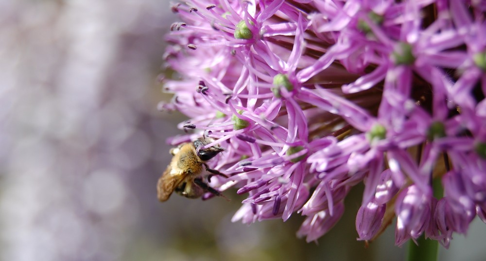 Alium Giganteum (mit meiner neuen D40)