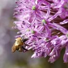 Alium Giganteum (mit meiner neuen D40)