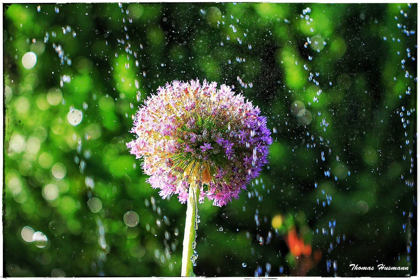 Alium im Regen