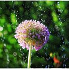 Alium im Regen