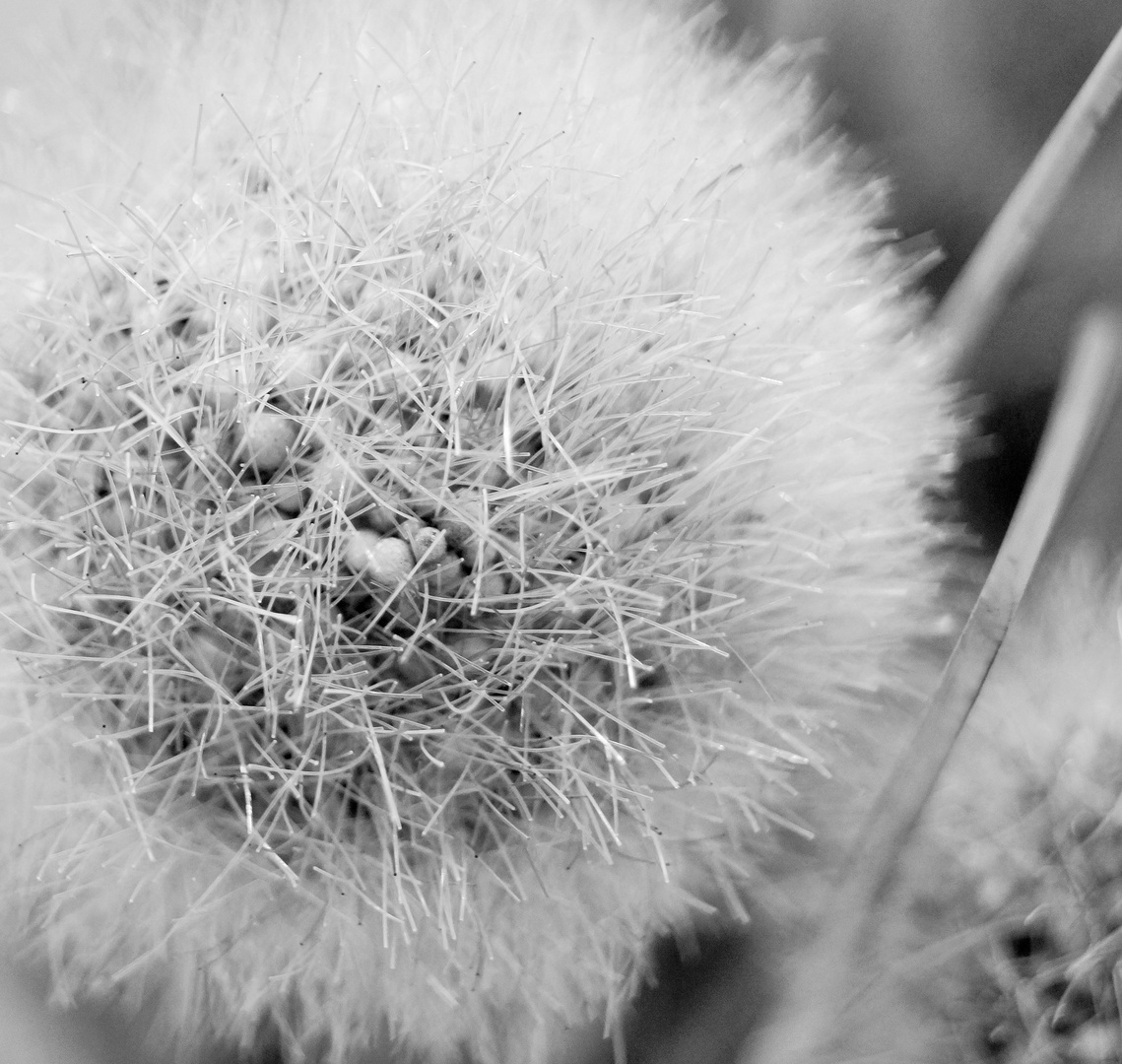 Alium in schwarz/weiß