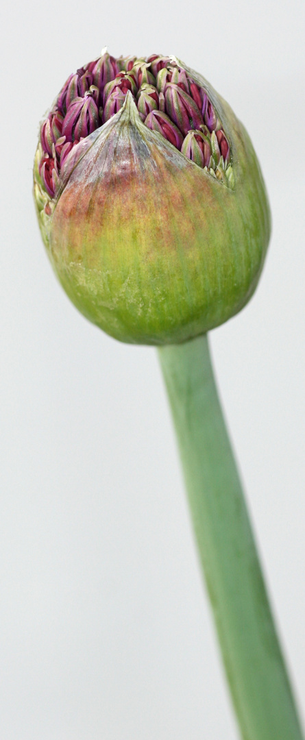 Alium kurz vor der Blüte