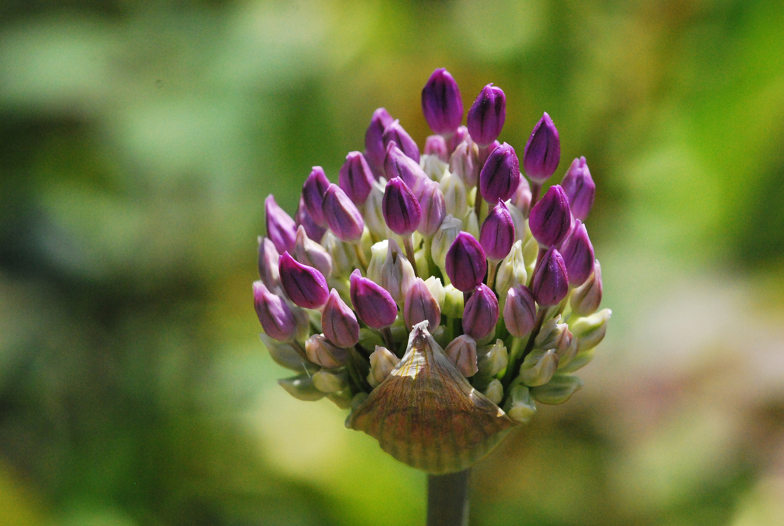 Alium - kurz vorm Erblühen