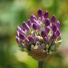 Alium - kurz vorm Erblühen