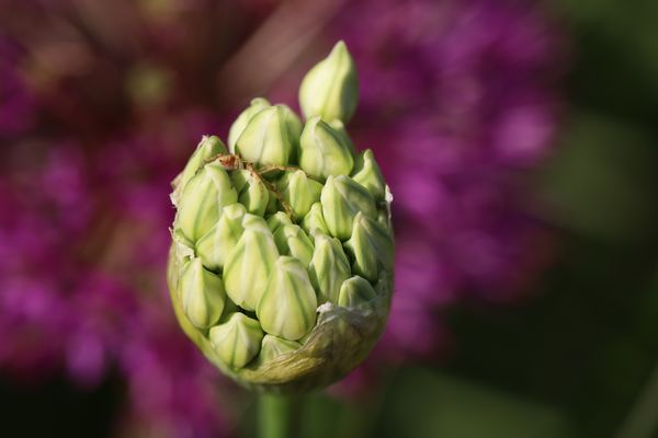 Alium mit Bewohner