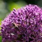 Alium mit Biene