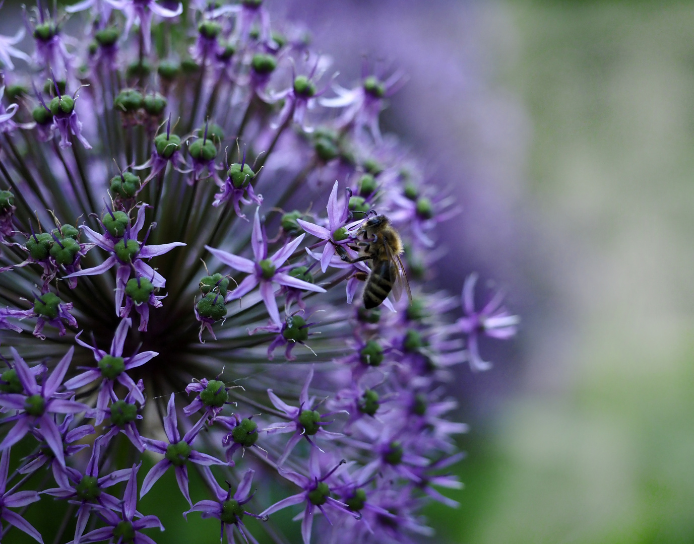 ALIUM mit Biene anders 