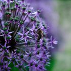 ALIUM mit Biene anders 