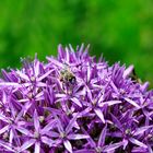 Alium mit Biene