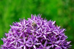 Alium mit Biene