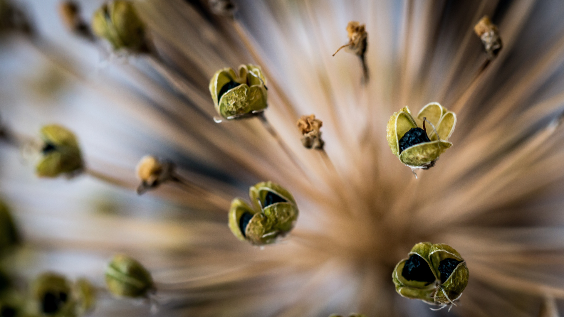 Alium Seeds 1