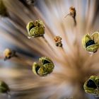 Alium Seeds 1