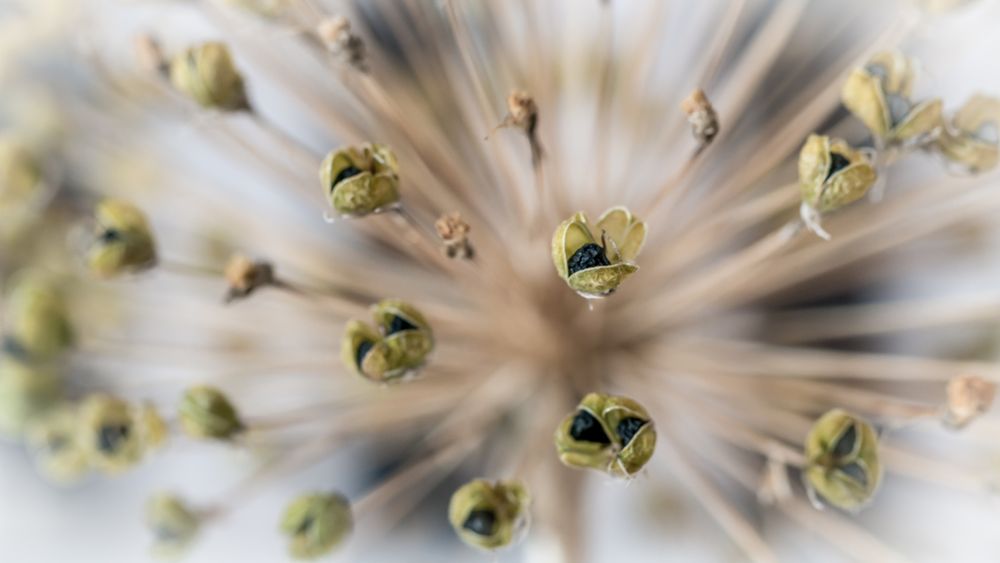 Alium Seeds 2