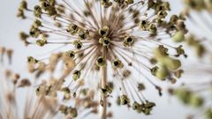 Alium Seeds 3