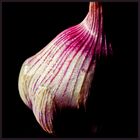 alium-Studie 