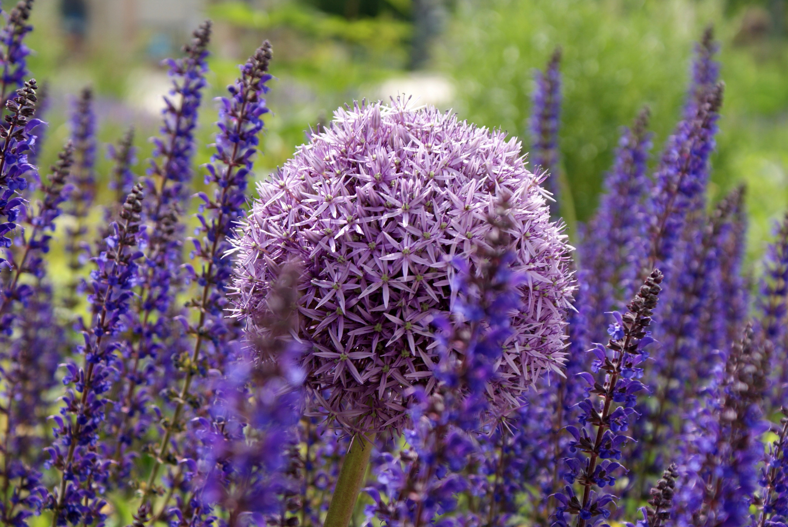 Alium und Wiesensalbei