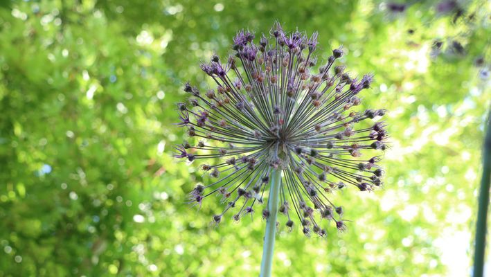 Alium verblüht