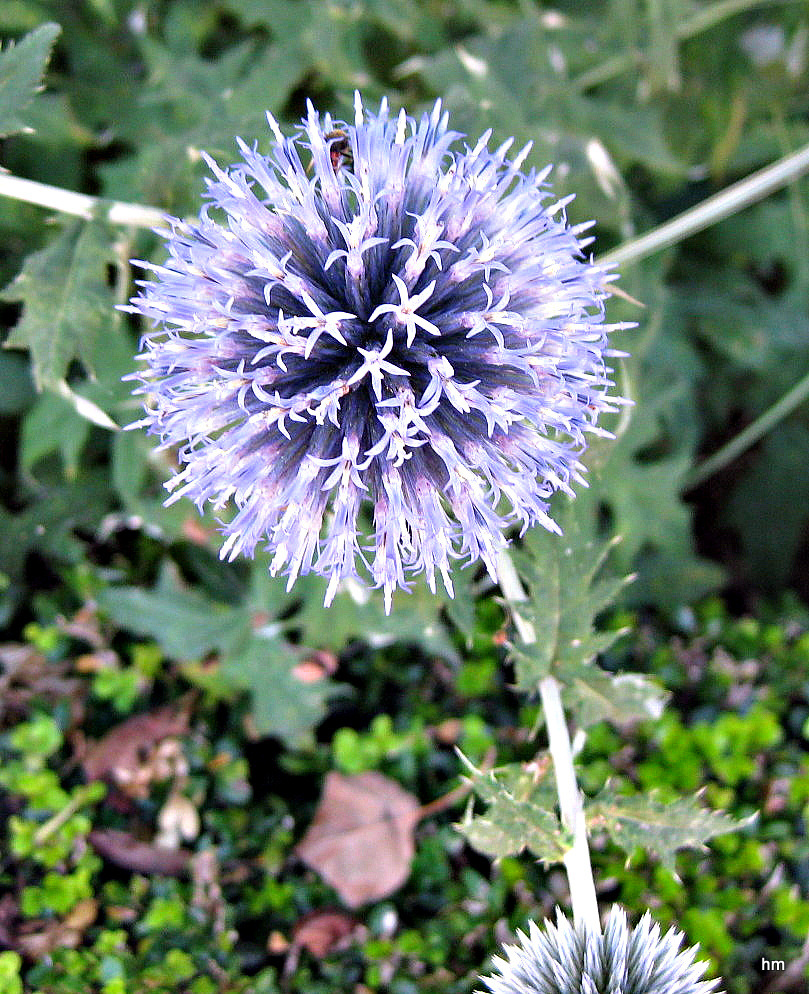 Aliumblüten im Garten