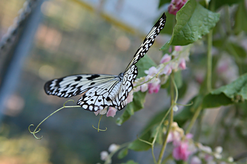 alive butterfly