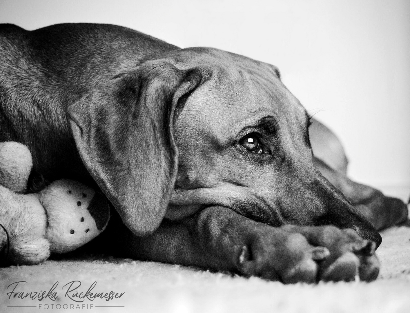 aliy Foto & Bild hund, dog, schwarz weiss Bilder auf